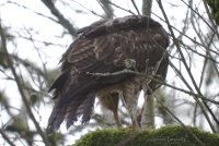 hawk.jpg