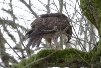 hawk2.jpg