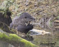 Otter.jpg