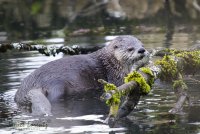 Otter 2.jpg