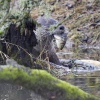 Otter w perch.jpg