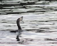 12-28-2013 cormorant with flounder_7748.JPG 12-28-2013 cormorant with flounder_7748.JPG