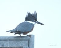 12-28-2013 fm belted kingfisher edmonds_8042.JPG 12-28-2013 fm belted kingfisher edmonds_8042.JPG
