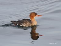 12-28-2013 fm red-breasted Merganser_7857.JPG 12-28-2013 fm red-breasted Merganser_7857.JPG