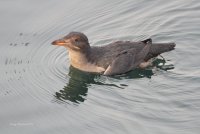 12-28-2013 rinocerous auklet edmonds_7954.JPG 12-28-2013 rinocerous auklet edmonds_7954.JPG