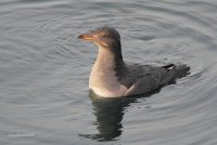 12-28-2013 rinocerous auklet edmonds_7944.JPG 12-28-2013 rinocerous auklet edmonds_7944.JPG