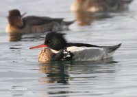 12-28-2013 m red-breasted merganser_7879.JPG 12-28-2013 m red-breasted merganser_7879.JPG