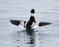 12-28-2013 male red-breasted Merganser Edmonds_8034.JPG 12-28-2013 male red-breasted Merganser Edmonds_8034.JPG