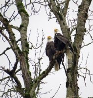2 eagles.jpg 2 eagles.jpg