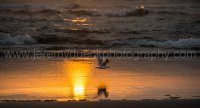 DSC_4489.jpg