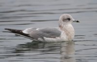 1-7-2014 2nd year ring-billed gull edmonds_8154.JPG 1-7-2014 2nd year ring-billed gull edmonds_8154.JPG
