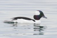 1-7-2014 bufflehead edmonds_8101c2.JPG 1-7-2014 bufflehead edmonds_8101c2.JPG
