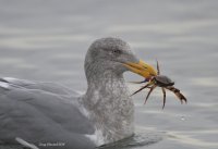 1-7-2014 juv California gull with crab edmonds_8170.JPG 1-7-2014 juv California gull with crab edmonds_8170.JPG