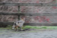 1-9-2014 coyote arena_8216.JPG