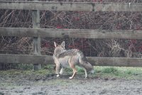 1-3-2014 coyote in the arena_8089.JPG