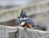 1-10-2014 fm kingfisher edmonds_8260.JPG