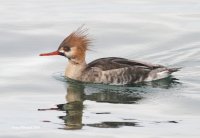 1-13-2014 fm merganser edmonds_8384.JPG