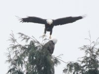 1-16-2014 eagle mating 1_8523.JPG