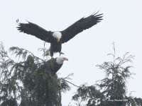 1-16-2014 eagle mating 1_8528.JPG