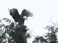 1-16-2014 eagle mating 1_8529.JPG