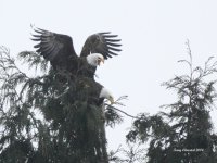 1-16-2014 eagle mating 1_8533.JPG