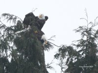 1-16-2014 eagle mating_8544.JPG