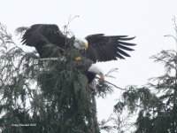 1-16-2014 eagle mating_8535.JPG