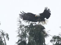 1-16-2014 eagle mating_8547.JPG