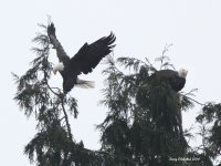 1-16-2014 eagle mating_8549.JPG