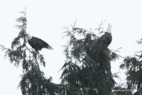 1-16-2014 eagle mating_8554.JPG