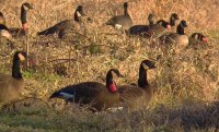 IMG_1602rrrk.jpg