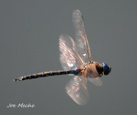 DragonflyTwoSmC.jpg