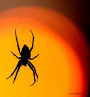 SpiderSun.jpg SpiderSun.jpg
