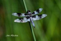 8SpotSkimmer.jpg