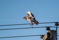 DSC_2336.jpg