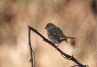 DSC_2362.jpg