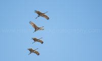 DSC_2371.jpg
