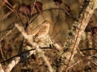 DSC_8322.jpg