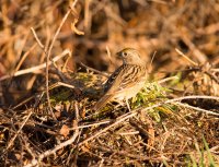 DSC_8333.jpg