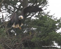 1-30-2014 fm eagle pine st_8244.JPG