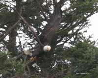 1-30-2014 fm eagle pine st_8245.JPG