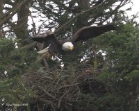 1-30-2014 fm eagle pine st_8246.JPG