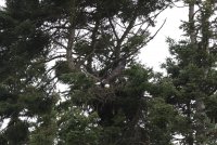 1-30-2014 fm eagle pine st_8247no crop.JPG