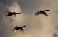 3Swans.JPG
