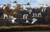 SwanFlight0001.JPG