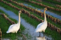 SwanPair0001.JPG