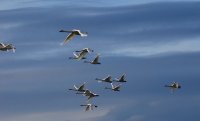 SwanSky0001.JPG
