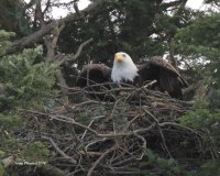 2-2-2014 male eagle pt edwards_9200.JPG