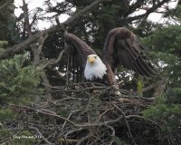 2-2-2014 male eagle pt edwards_9201.JPG