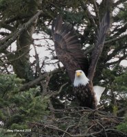 2-2-2014 male eagle pt edwards_9202.JPG